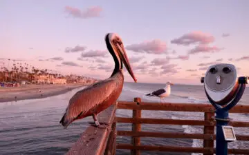 Living in Oceanside, CA - What is it like - Pros and Cons