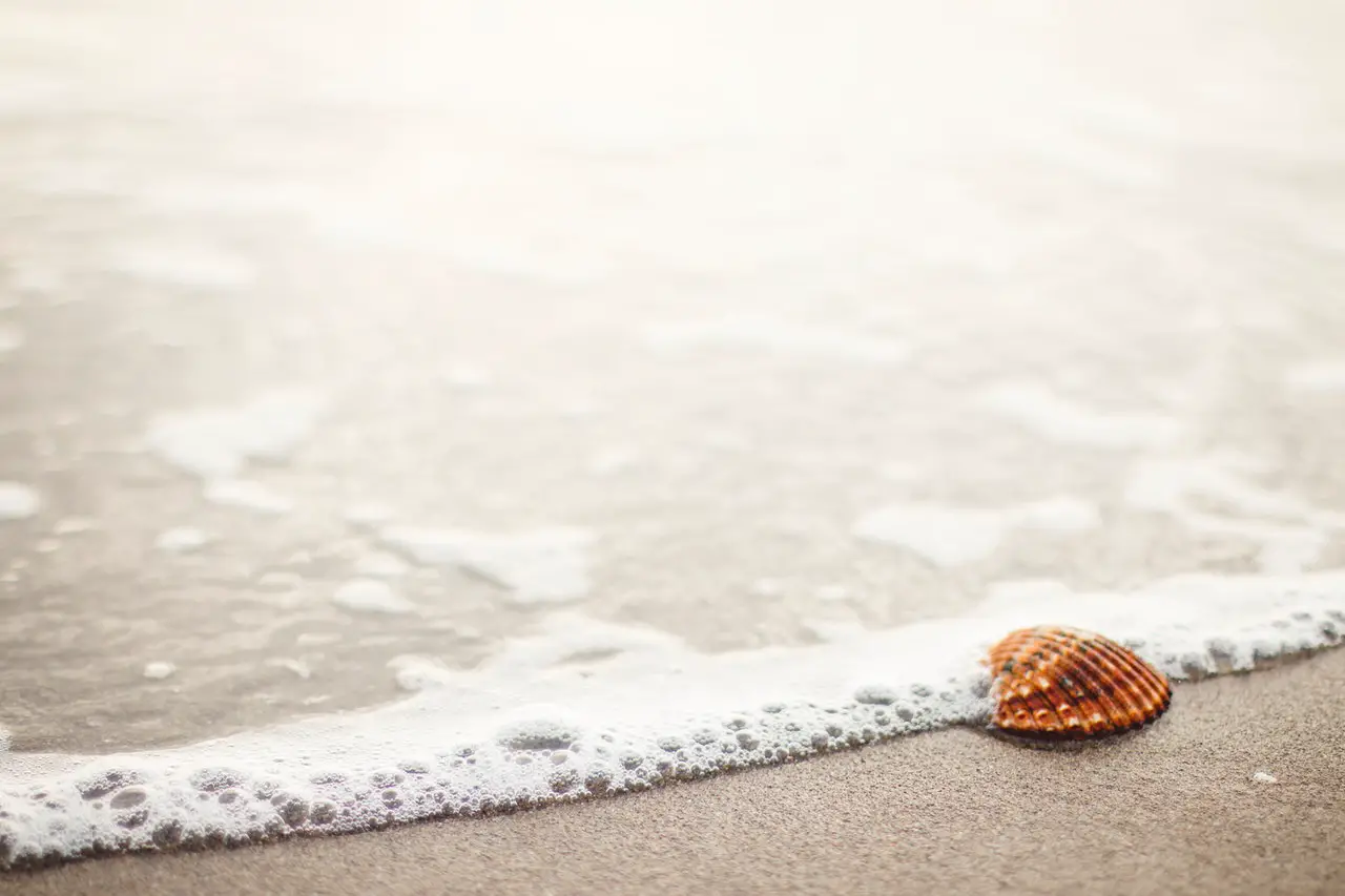 Can you take shells home from Cancun?