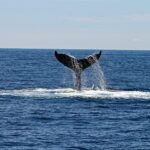 Is whale watching in Iceland worth it?