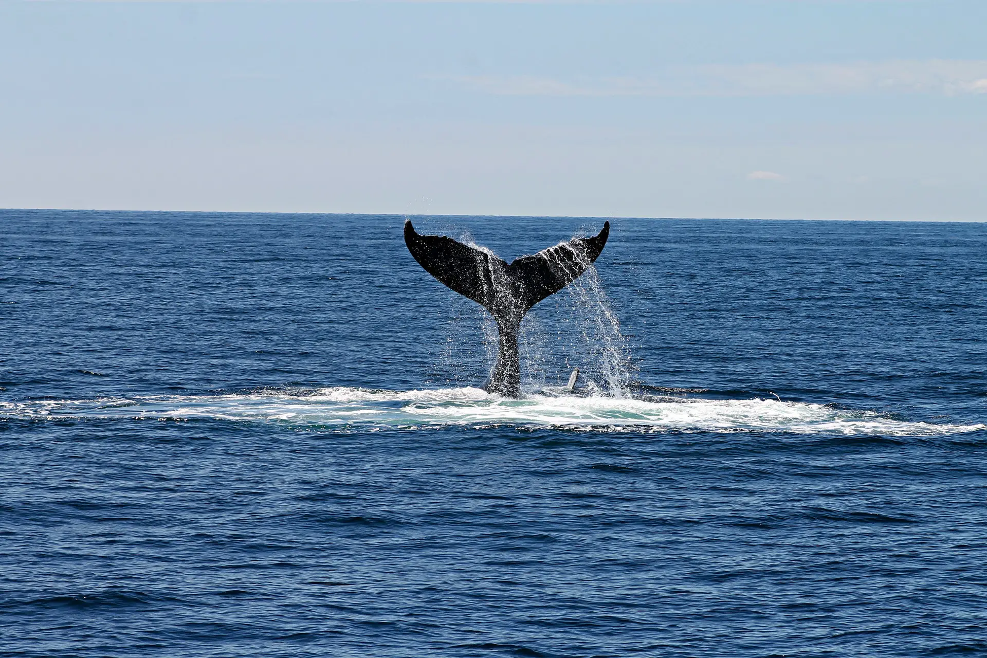 Is whale watching in Iceland worth it?