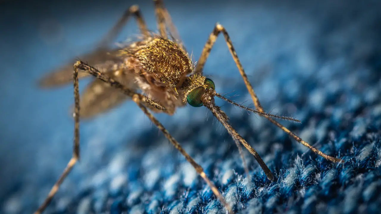 Do you get mosquitoes in Gran Canaria?