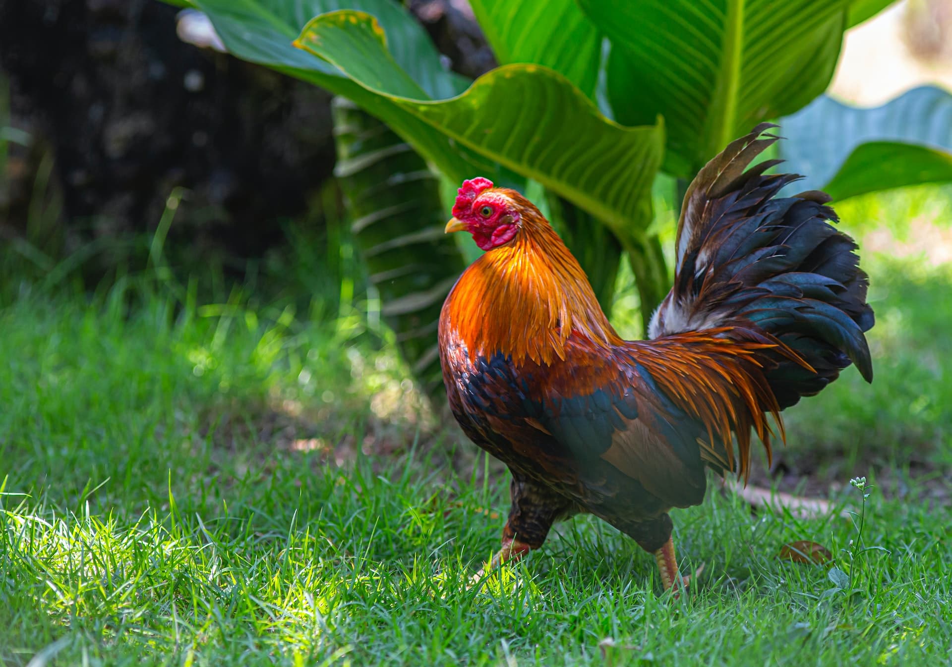 National Animal Of France Flag