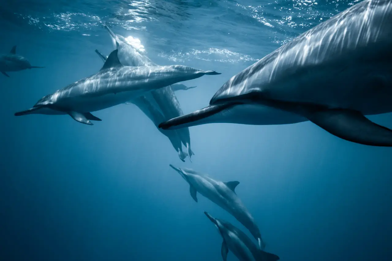 Can you swim with dolphins in Greece?