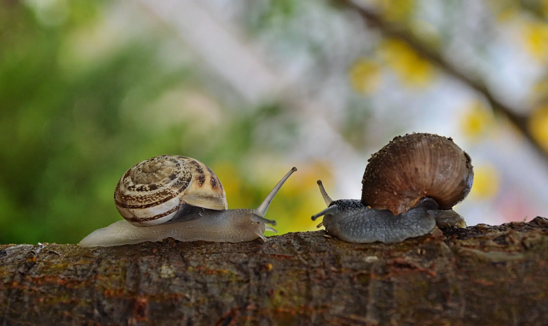 How many snails are eaten in France each year?